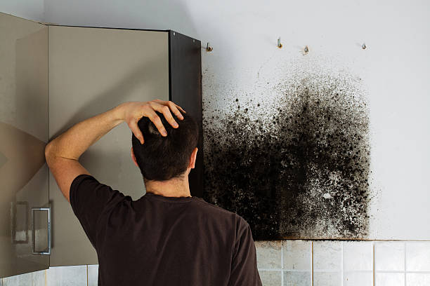 Best Certified Mold Removal  in USA